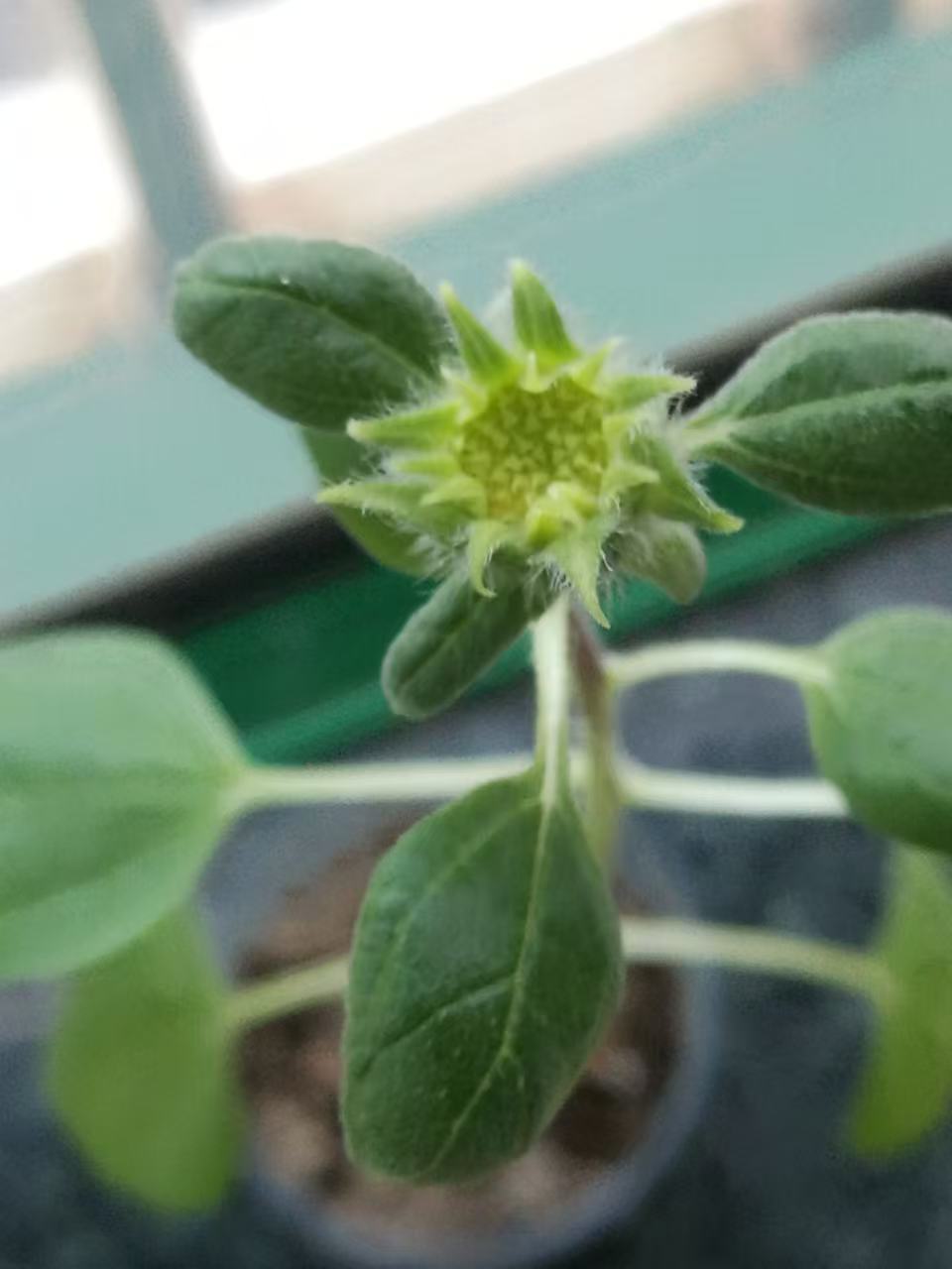 2b19692ee55ea246664b29fbc0ad6cc7